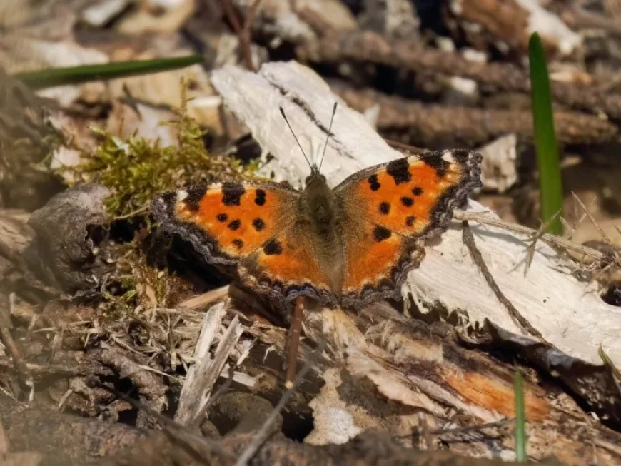 Large Tortoiseshell butterfly no longer extinct in UK — at least 20 spring sightings reshape conservation outlook