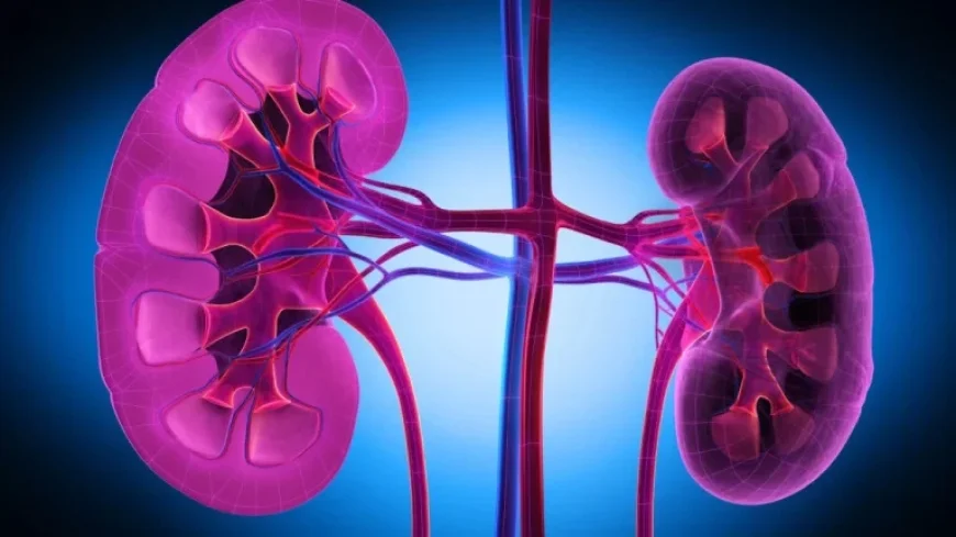 Vertex Drug Shows Promise in Reducing Kidney Disease Marker in Late-Stage Trial