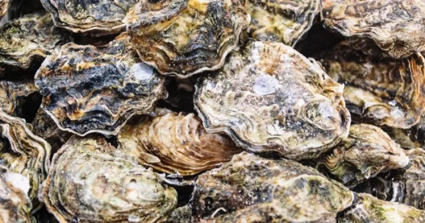 Nine U.S. States Recall Oysters and Clams Over Norovirus Risk