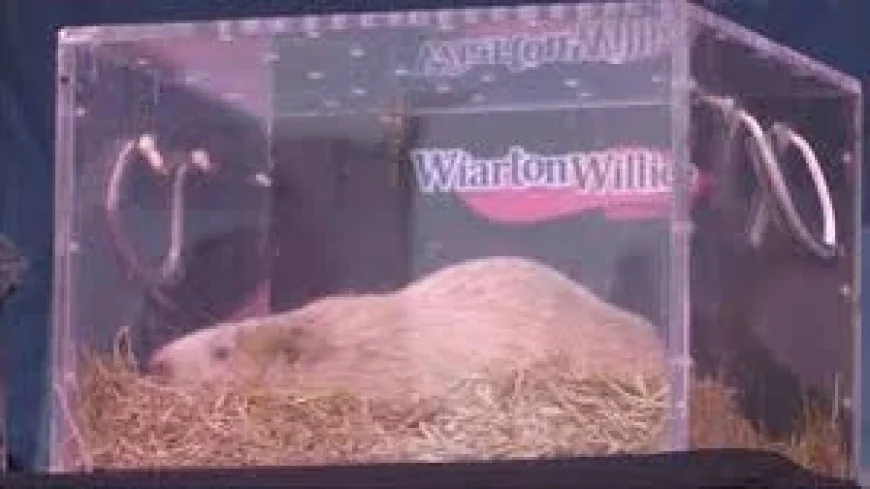 Wiarton Willie Dies in Sleep: Town Plans Search for Successor After 70th Festival Milestone