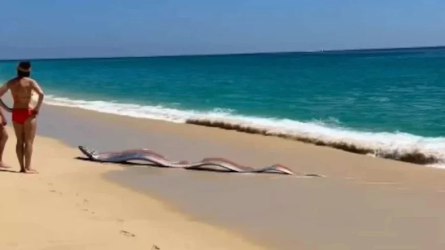 Poisson Ruban: After Two Giant Strandings on a Cabo San Lucas Beach