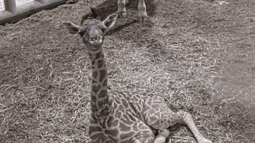Toronto Zoo Welcomes Endangered Masai Calf after 15-Month Pregnancy
