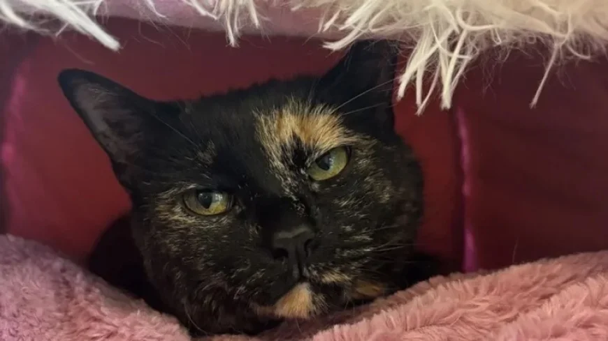 Mi after the Union City tornado: missing pets, scattered memories, and the community search