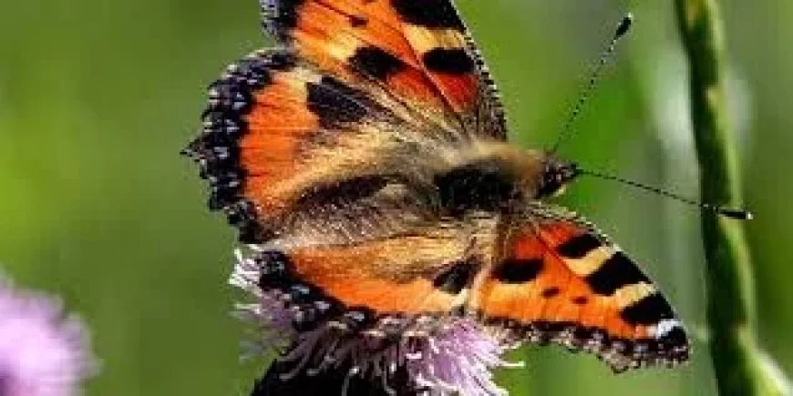 Large Tortoiseshell Butterfly: Declared Resident as Early Spring Sightings Surge