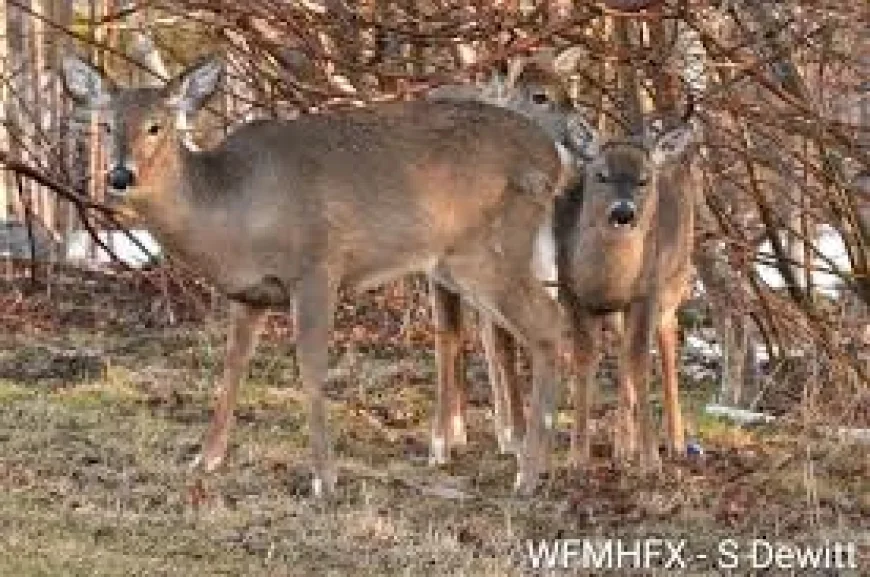 Halifax Weather: Sudden Chill and Freezing Drizzle Risk — What Residents Need to Know