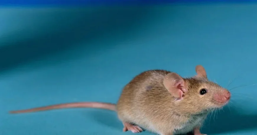 Panne Electrique at Aquavire: How a Single Mouse Closed a Community Pool for Days