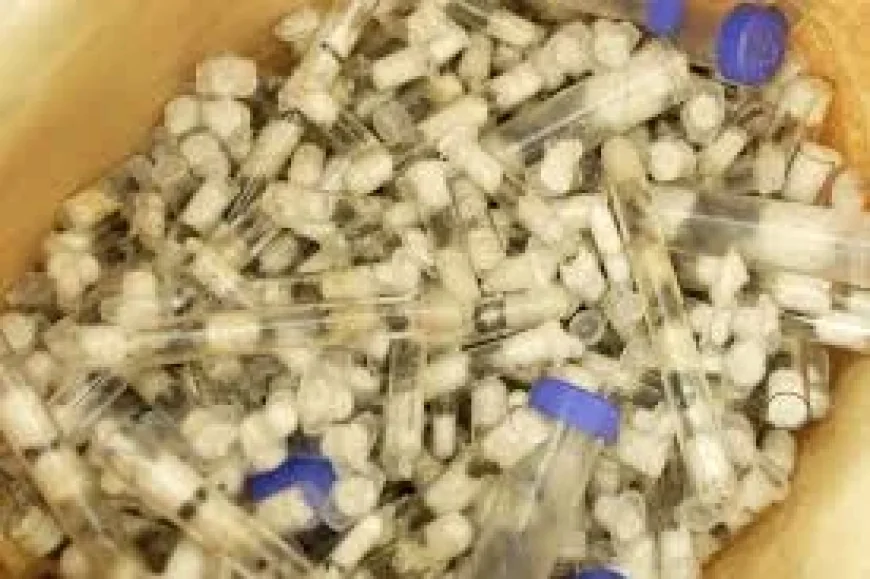 Kenyan Queen Ants smuggling arrest exposes an alleged trafficking mastermind