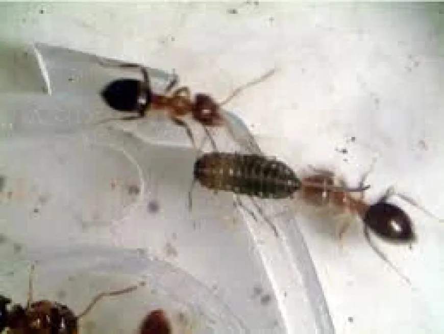 Queen Ants Kenya: Chinese National Arrest Exposes Underground Ant Trade