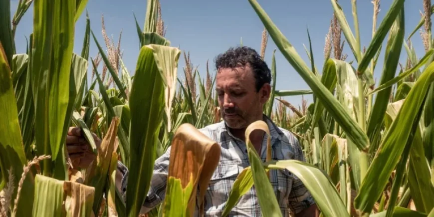 Strait of Hormuz Tensions Spike Fertilizer Costs, Prompting U.S. Farmers to Adapt