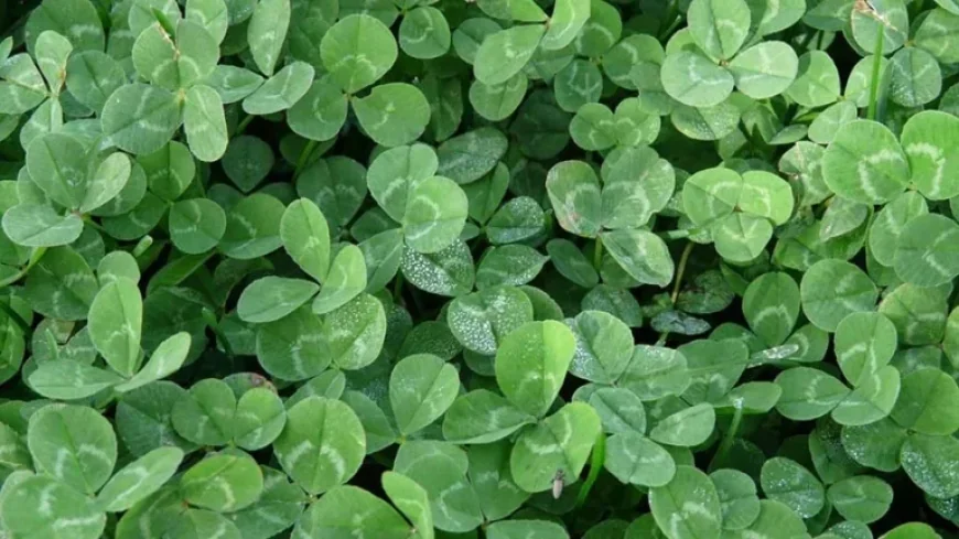 St Patricks Day 2026: Dublin Gears Up for Parade at Noon and Major Transport Changes