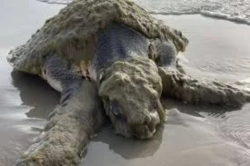 Sea Turtles on a Texas shoreline: the rare Kemp’s ridley found alive under a crust of organisms