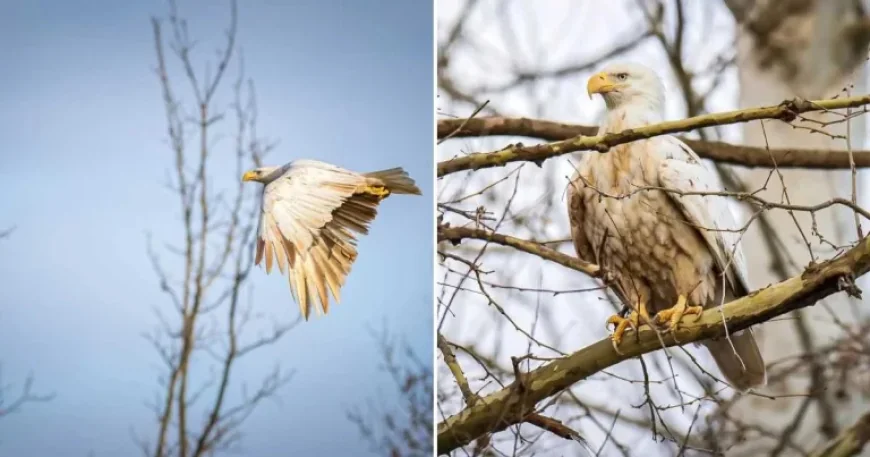 White Bald Eagle sighting in Missouri: Photographer’s 8-hour wait becomes a viral inflection point