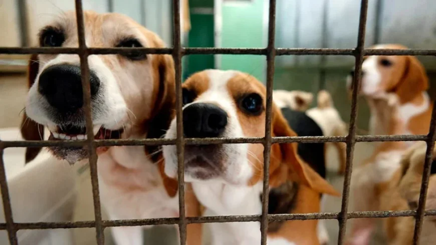 Investigation launched into treatment of dogs at Many Tears Animal Rescue