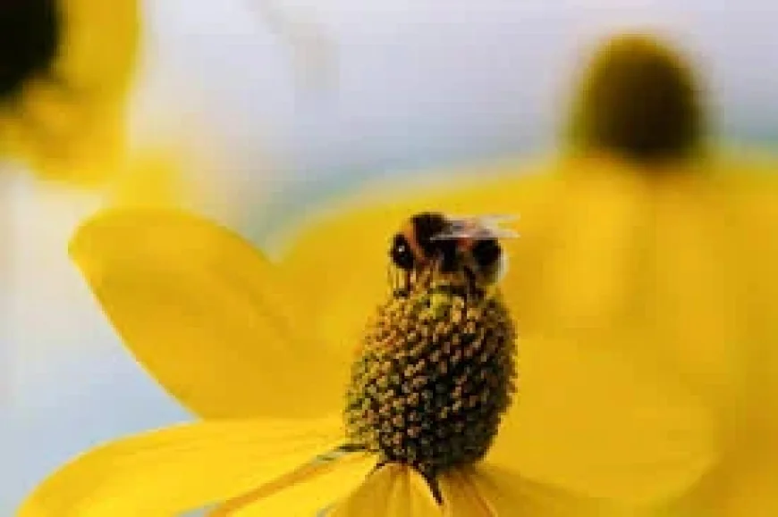 Bugonia Movie as Oscar weekend nears: how to watch and why the debate is splitting viewers