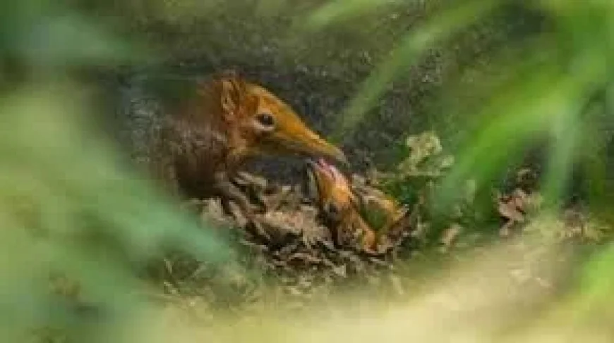 Elephant Shrew Firsts: Hertfordshire Zoo Celebrates First-Ever UK Births