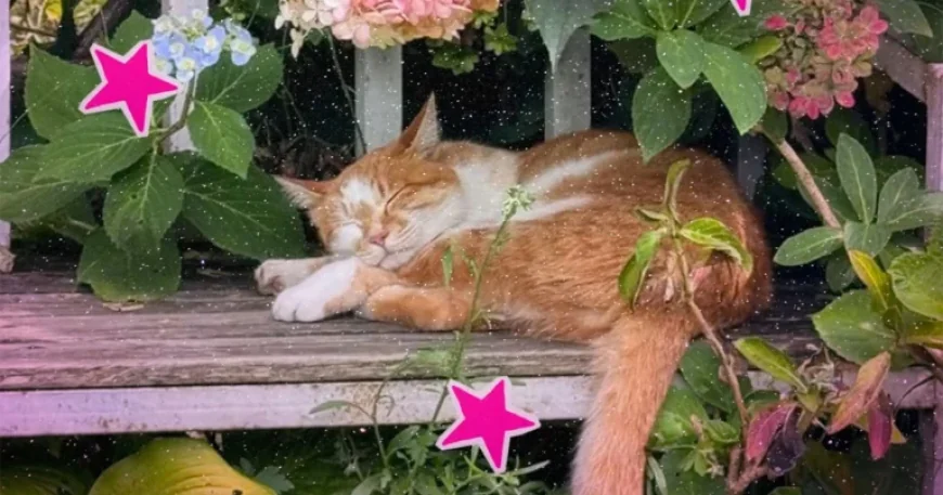 First Day Of Spring 2026: What the first day of spring 2026 means and what to expect