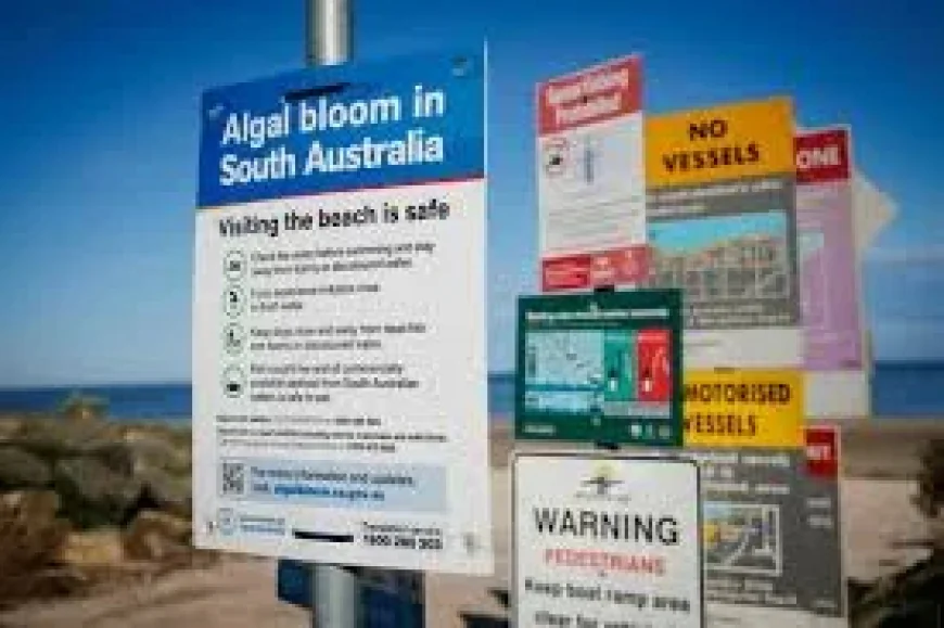 Brevetoxin questions reveal what South Australians were not told about the algal bloom