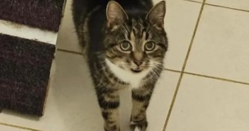 Rspca: Sabrina, Heidi and Lucek urgently seeking loving forever homes