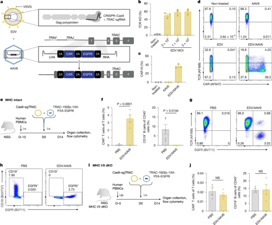 Targeted In Vivo Engineering Reprograms T Cells