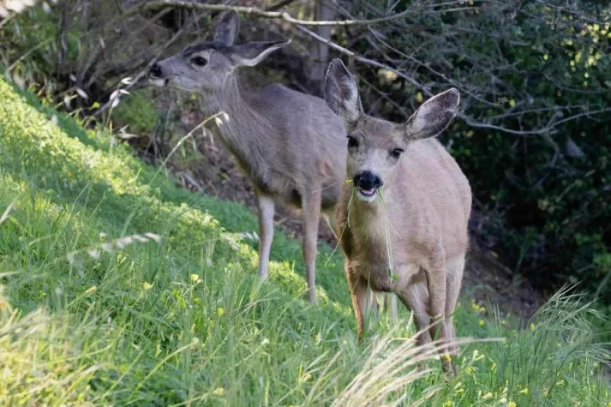 Catalina Island deer plan faces a courtroom test as critics allege a fast-tracked exemption hides the true stakes