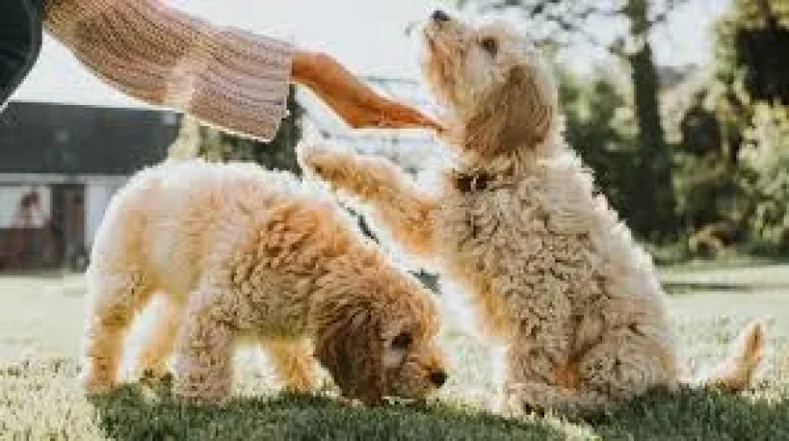 Dog Alert: Study Reveals Designer Crossbreeds Show More Problem Behaviours