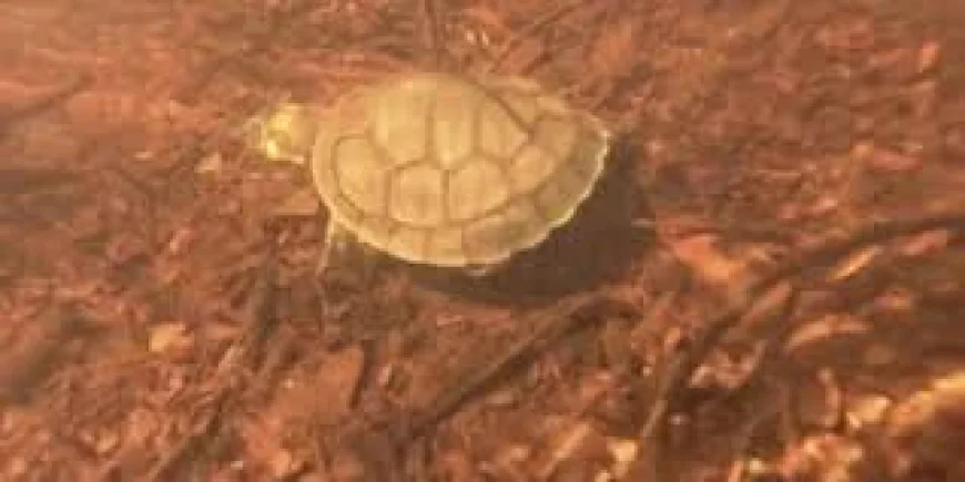Newsround: The moment hundreds of Amazonian turtles are released