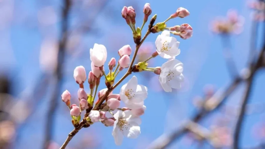 Tokyo First Bloom Marks Early Start to Cherry Blossom Season 2026 — Three Cities Lead