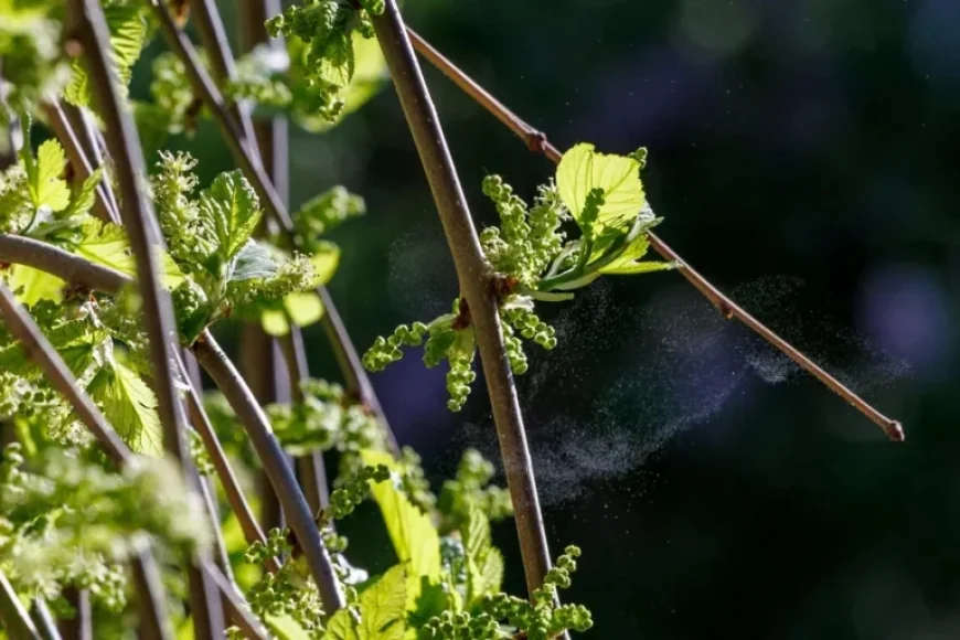 Equinoxe Printemps 2026: When the Sun Marks Spring but the Province Keeps Its Boots On