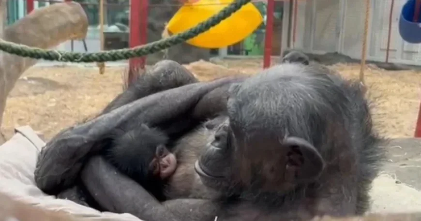 Colchester Zoo reveals the name of adorable baby chimpanzee — how Kora’s vote settled a 17‑year wait