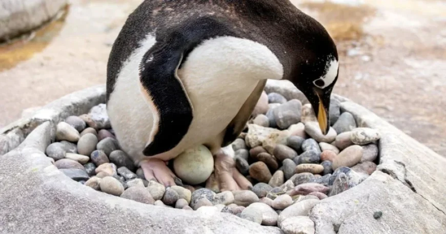 Edinburgh Zoo: Easter Comes Early as Penguins Lay First Eggs — A Closer Look