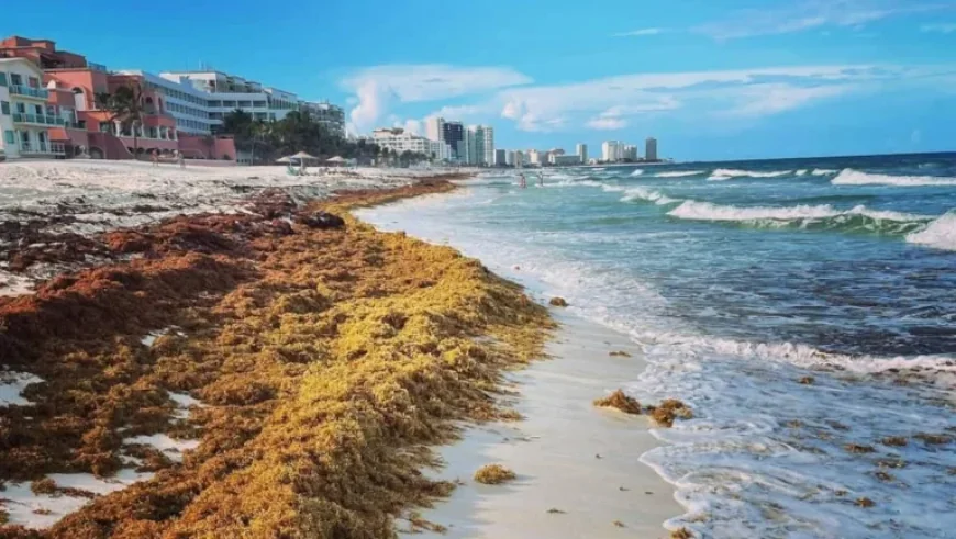 Algues Sargasses: Beaches Are Cleaned but the Flow Won’t Stop — A Caribbean Contradiction