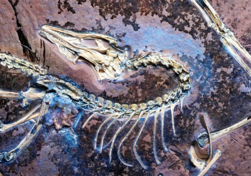 Archaeopteryx Fossil: In a darkened lab, a “Chicago” specimen redraws a familiar story