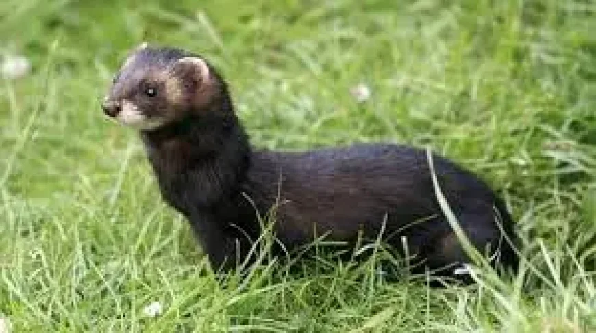 World-first as Rathlin Island is declared ferret free — an island’s fragile revival