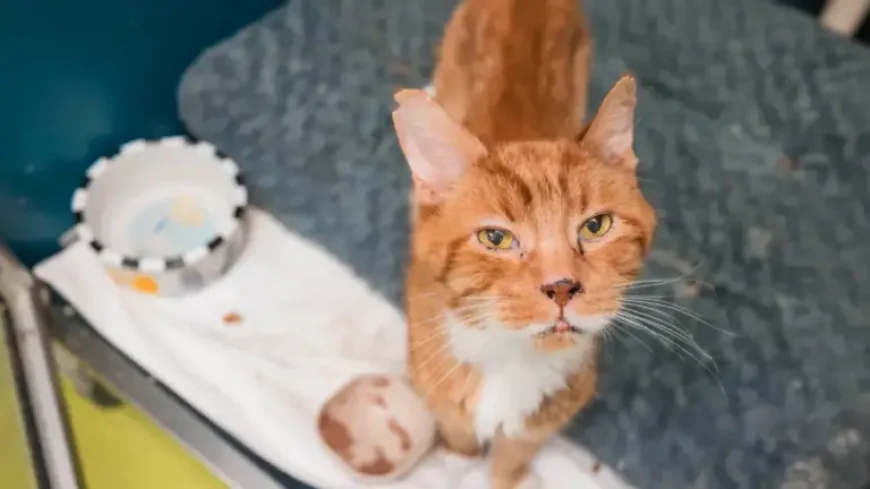 Tal Animaux Logement Ruling: 3 Legal Fault Lines After TAL Sides with SPCA