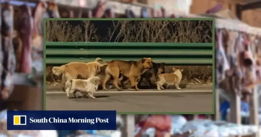 Seven Dogs Escape China: Corgi-Led 17km Highway Trek and 230 Million Views Expose Gaps in Protection