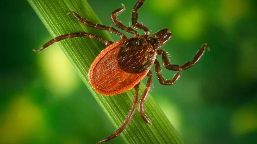 Promising Advances Boost Lyme Disease Fight