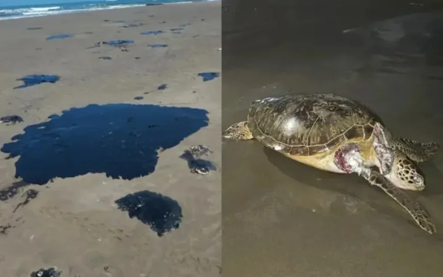 Claudia Sheinbaum and the 630-km Oil Crisis: 5 Revelations from Mexico’s Latest Spill