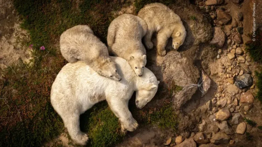 Playful lynx wins People’s Choice in Wildlife Photographer Of The Year — 85,917 votes make public favourite