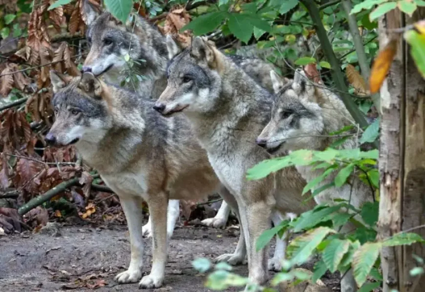 Wildwood Trust Wolf Euthanasia Sparks Shock as Entire Pack Put Down