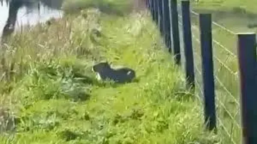 Capybara Escape in Hampshire Mirrors 30-Year Incident — A Village Search Intensifies