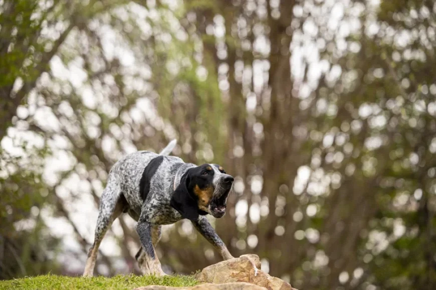 Smokey XII Joins Tennessee Volunteers as New Mascot