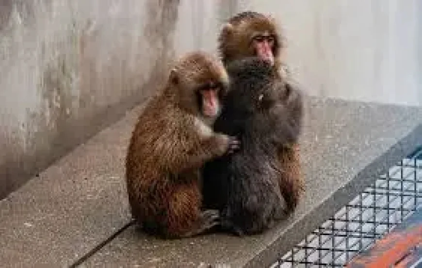 Punch Monkey and the Missing Details: When a Viral Animal Story Outpaces the Public Record