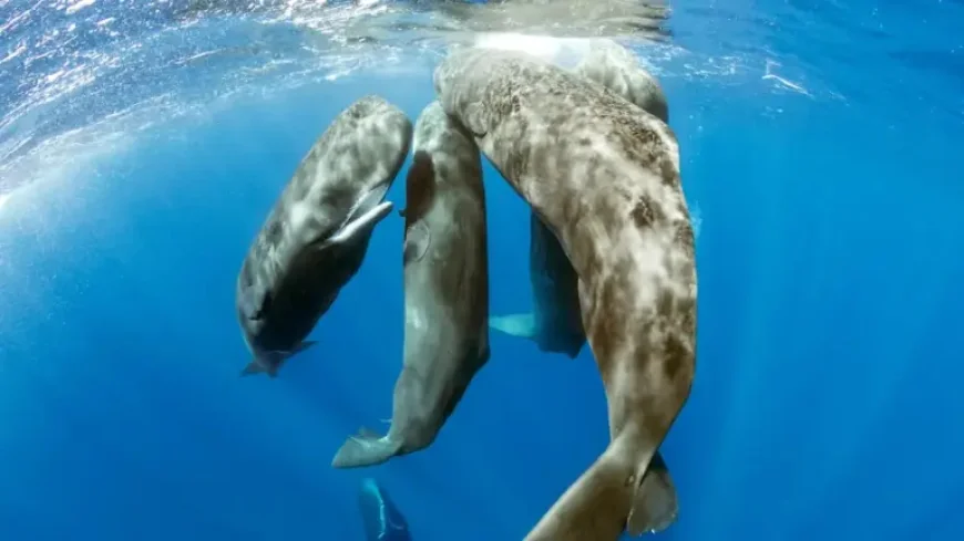 Sperm Whale Giving Birth: The “Midwives” Moment Scientists Captured Up Close