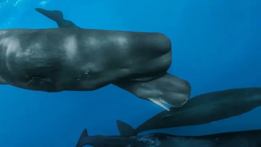 Sperm Whale Birth filmed off Dominica shows rare cooperative delivery and shifting coda vocal styles