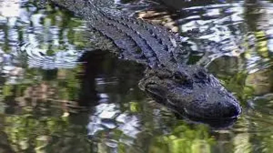 Clavicular Sparks Probe: Viral Airboat Footage of Alligator Shooting Draws FWC Scrutiny