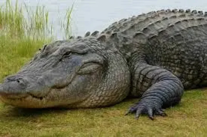 Clavicular Arrested — Arrests and an Everglades Alligator Video Expose a Conflicting Record