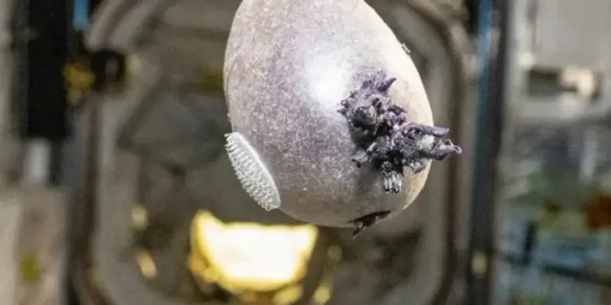 International Space Station ‘tentacles’ photo: 5 clues why the viral ‘alien egg’ was really a potato