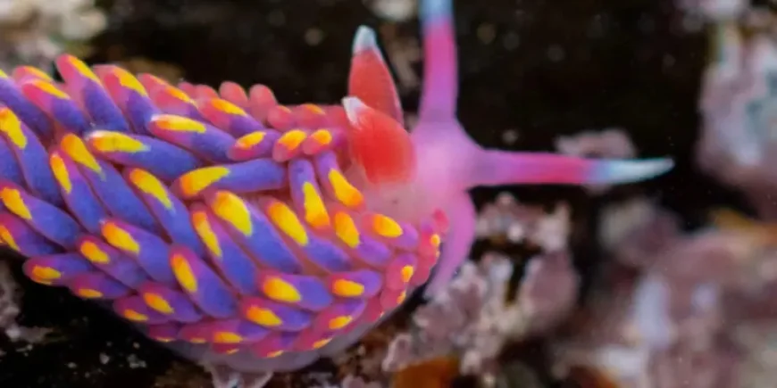 Looe: From Rainbow Sea Slug to TV Star — Two Unexpected Stories in One Town