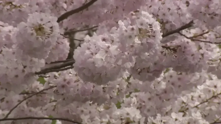 Cherry Blossom Festival Returns to Vancouver: 20 Years of Pink, People and Precautions