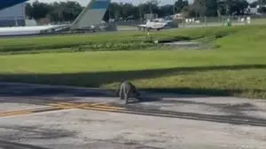 Clavicular Arrested in Florida on Battery Charge as Wildlife Probe Continues